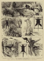 Indien, Jagdausflug in Malabar, Präsidentschaft Madras